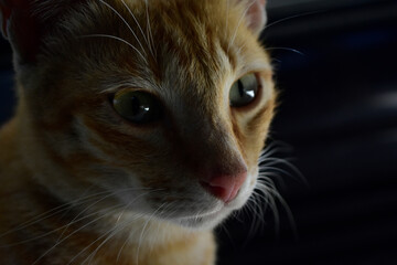 Cat looking at camera, normal cat photography