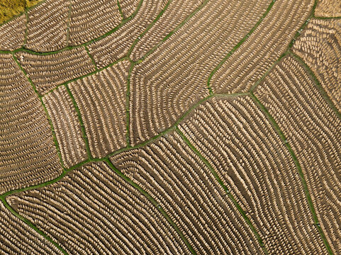 Aerial view of meticulously patterned fields, a tapestry of earthy browns and subtle greens, creating a serene agricultural landscape, Naogaon, Rajshahi Division, Bangladesh.