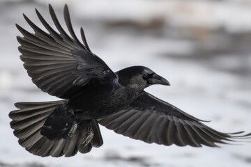 Obraz premium Raven in Flight