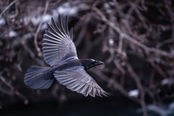 Obraz premium Raven in Flight Over Winter Landscape