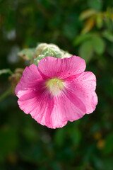 Bl&uuml;hende rosa Hibiskus Blume , Deutschland