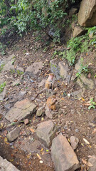 A monkey family rests on rocky ground surrounded by greenery. The mother holds her baby closely, while another young monkey eats and observes. Rocks and plants add to the peaceful, natural setting.