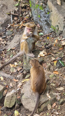 A monkey family rests on rocky ground surrounded by greenery. The mother holds her baby closely, while another young monkey eats and observes. Rocks and plants add to the peaceful, natural setting.