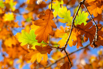 Bunt verfärbte Eichenblätter im Herbst an einem Baum