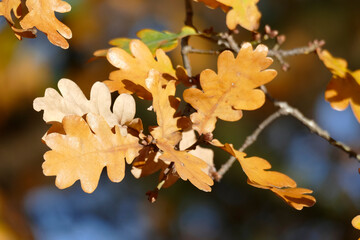 Bunt verfärbte Eichenblätter im Herbst an einem Baum