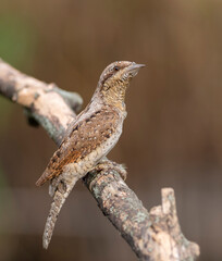Close-up of a Eurasian Wryneck's intricate feather patterns