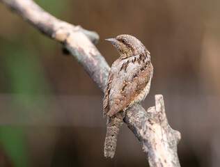Eurasian wryneck, Jynx torquilla. A bird sits on a beautiful old branch, smooth brown background
