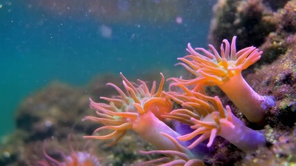Close-up of Vibrant Orange Sea Anemones with Pink Tentacles Underwater marine life ocean - Powered by Adobe