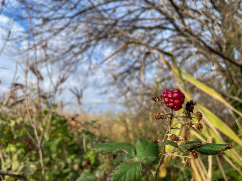 Macro Shot of Ripe Red Raspberry on Bush in Garden
