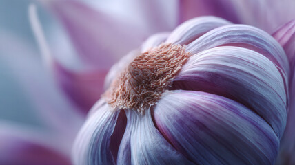 Close-up of a garlic clove with delicate purple tones, showcasing natural textures and organic beauty