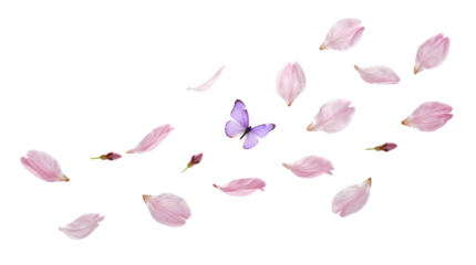 Pink Flower Petals and Purple Butterfly Illustration