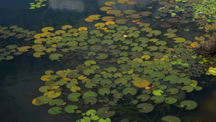 Several lotus leaves float gently on the dark, mirror-like surface of a black lake within the Angkor Wat complex, creating a serene contrast between vibrant natural forms and the stillness of the anci