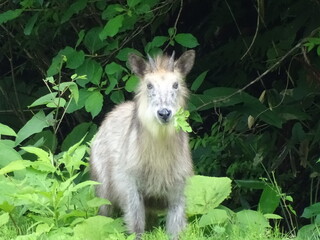 ニホンカモシカ