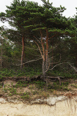 Fototapeta premium An old pine tree on a coastal slope, where the Baltic Sea has gradually washed away the soil over the years, exposing the tree's roots. A powerful natural scene with dramatic seaside scenery