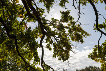 yellow and green oak foliage in sunny autumn , close up, beautiful oak with colorful foliage and blue sky in autumn