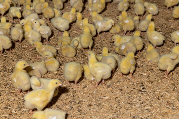 small chickens in a farm on a litter of sawdust, small chickens of a meat breed in yellow fluff , industrial chicken farming to provide meat products