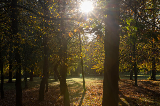 yellow leaves on tall maple trees in sunny weather in the autumn season, beautiful tall yellow maple trees with bright sunlight illuminating the yellowing trees behind