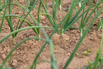 green onions growing in an agricultural field, summer weather with dry soil, the need for maintenance and watering of green onions