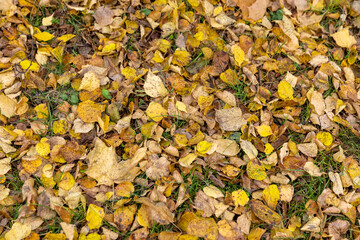 dry maple foliage lying on the ground during leaf fall, late autumn in the park in cloudy weather