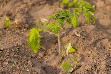 green tomatoes grown in a warm greenhouse in the summer, young tomatoes growing in a greenhouse in the summer