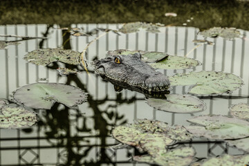 krokodil wasser see gefahr © fotorena.de