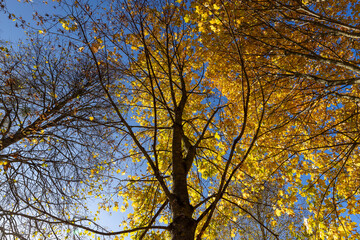 the orange tree during the autumn fall, the beautiful foliage of maples in bright sunny weather in the autumn season against the background of the blue sky