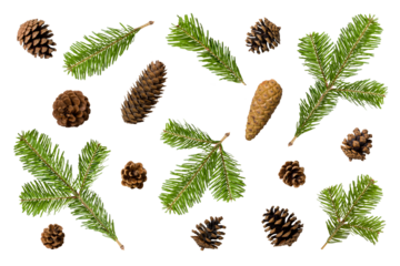Collection of green fir tree, pine or spruce branches and pine cones isolated on a transparent background, PNG. High resolution. Natural evergreen elements for Christmas and winter decoration.