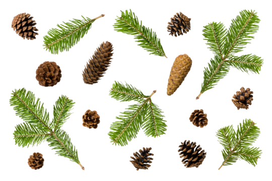 Collection of green fir tree, pine or spruce branches and pine cones isolated on a transparent background, PNG. High resolution. Natural evergreen elements for Christmas and winter decoration.