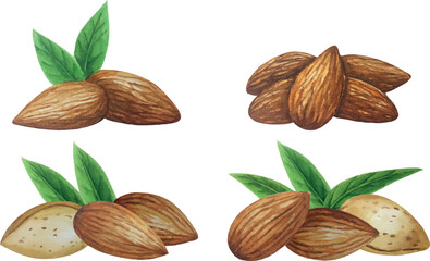 Vector almond nut banner group. White background. For your design