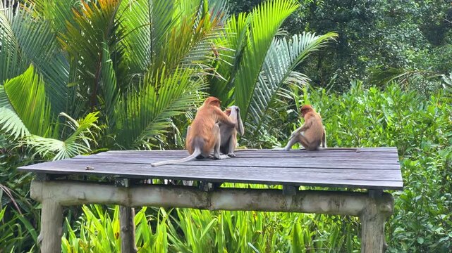 The proboscis monkey (kahau) lives in the Labuk Bay Nature Reserve on the island of Borneo. The long-nosed monkeys rest in the shade of the trees, squatting against the foliage. Kalimantan. Malaysia. 