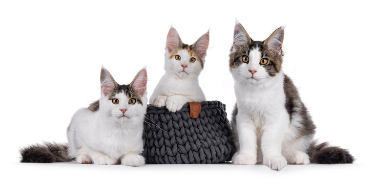 Three Maine Coon cat kittens laying and sitting beside one another, on a row, middle one in a basket. Looking straight to camera. Isolated on a white background