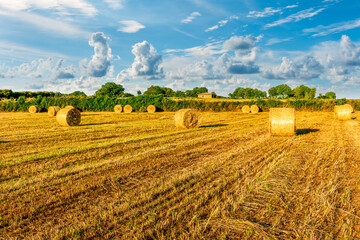 golden summer landscape of yellow panoramic wheat field with stacks and agricultural rows in a rural sunset meadiw with beautiful evening cloudy sky on background