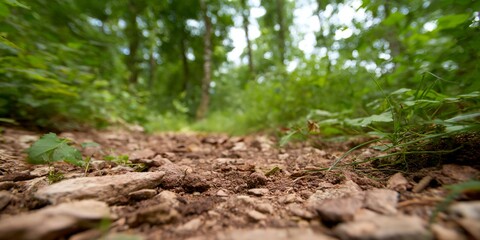 Close up of a forest path with a lot of rocks and dirt