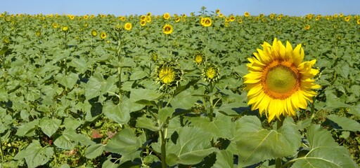 panorama landscape of sunflowers in the field