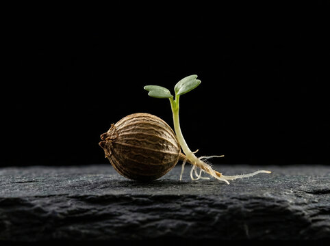 Vertical farming hydroponics series macro sprouted seed with roots new life concept on dark background - Powered by Adobe