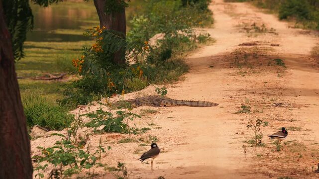 Mugger crocodile Latin. Crocodylus palustris, walking along a dirt road in Sri Lanka. wildlife footage suitable for nature documentaries. Swamp crocodile, or mager in slow motion.