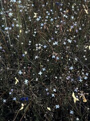 A field of delicate wildflowers in soft blue, white, and yellow tones, creating a natural and intricate botanical scene with an organic and artistic atmosphere.