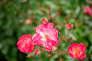 Bright pink roses bloom in a garden, embraced by green foliage, showcasing nature’s beauty