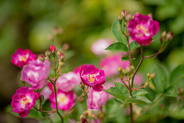 Beautiful pink roses bloom gracefully in a colorful garden, showcasing nature's artistry