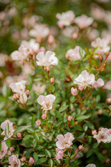 Delicate pink roses blossom vibrantly in a serene garden, welcoming the soft morning light