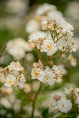 Roses bloom brightly in a lovely garden, their colors vibrant against spring's green backdrop
