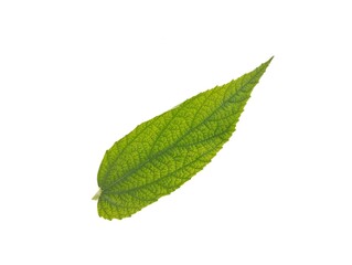 Fototapeta premium Singapore cherry (Muntingia calabura) isolated on white background 