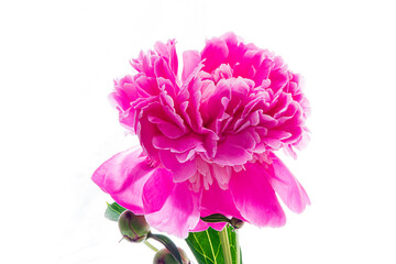 Bright pink peony flowers display their rich color and intricate petals against a light background
