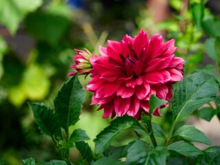 Red Dahlia flowering in the garden