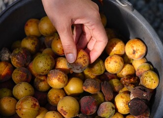 Woman hand putting a spoiled apricots into a black bucket full of spoiled apricots, covered in brown spots from a fungal infection and some of apricots are rotten.