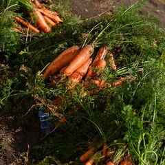 Fresh harvesting carrots in crates on an agricultural field.