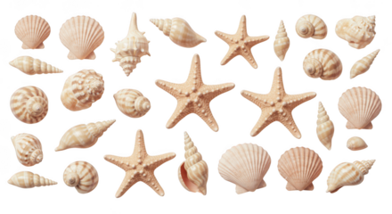 Collection of assorted seashells and starfish isolated on transparent background