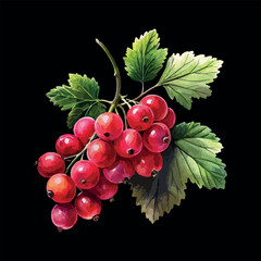 Elegant Red Currant Berries on Black Botanical Vector Watercolor Illustration