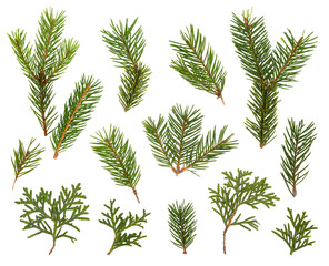 Naklejka premium PNG set of green branches of fir, pine, fir, and thuja isolated on transparent background, illustration for Merry Christmas and New Year holiday cards