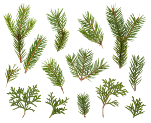 PNG set of green branches of fir, pine, fir, and thuja isolated on transparent background, illustration for Merry Christmas and New Year holiday cards
